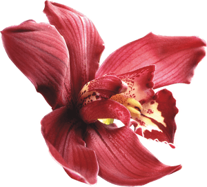 Png Клипарт 'beautiful Orchids Flower - Dendrobium Orchid Png, Transparent Png PNG image with transparent background