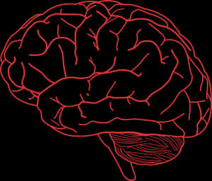 Red Outline Brain Illustration PNG image with transparent background