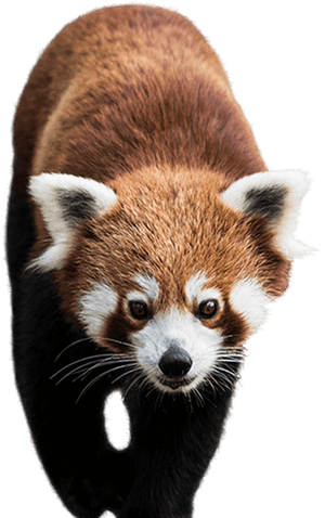 Red Panda Chengdu Research Base Of Giant Panda Breeding - Red Panda Png, Transparent Png PNG image with transparent background