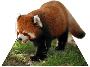 Giant Panda Red Panda Singalila National Park Raccoon - Animals Hd Wallpapers 4k, HD Png Download PNG image with transparent background