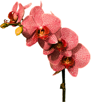Orchid Png Image - Orchid Png, Transparent Png PNG image with transparent background