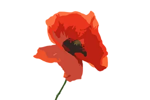 Red Poppy Vector Art PNG Image