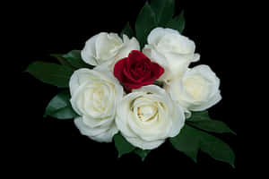 Red Rose Among White Roses PNG image with transparent background