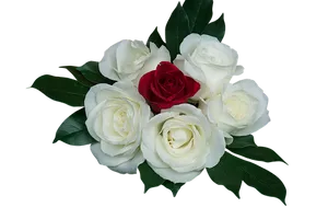 Red Rose Among White Roses PNG Image