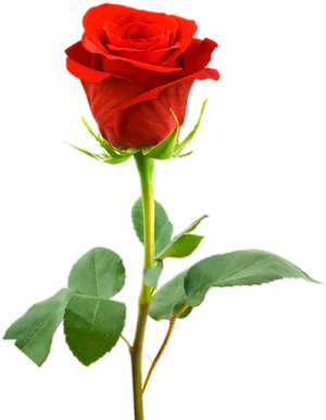 Red Rose Black Background PNG Image