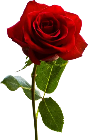 Red Rose Black Background PNG Image