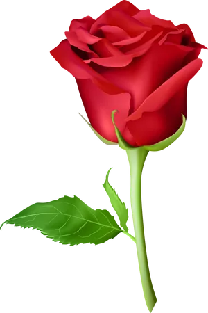 Red Rose Black Background PNG Image