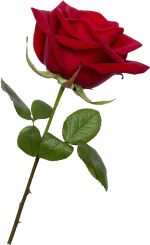 Red Rose Black Background PNG Image