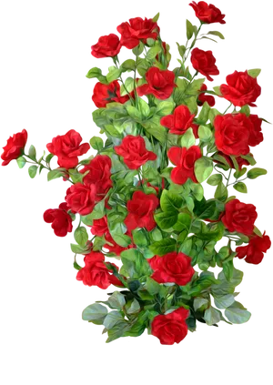 Red Rose Bushon Black Background PNG Image