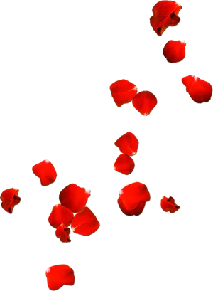 Red Rose Petals Falling Black Background PNG Image