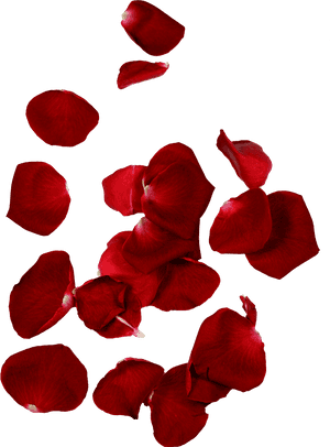 Hd Rose Petals - Transparent Background Rose Petals Png, Png Download PNG image with transparent background