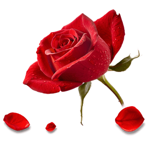Red Rose Petals PNG cuf95 PNG image with transparent background