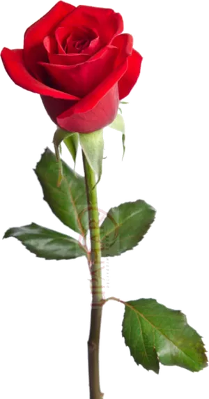 Red Rose Transparent Background PNG Image