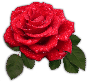 Rose, Red, Flower, Blossom, Bloom, Dew, Drip - Bunga Mawar Merah Png, Transparent Png PNG