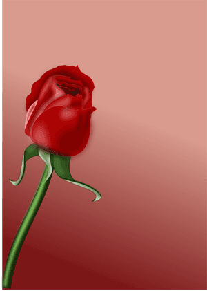 Computer Wallpaper,plant,flower - Bunga Bunga Cinta, HD Png Download PNG