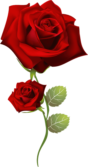 Rosas Png Para Photoshop - Rose Happy Tuesday Good Morning, Transparent Png PNG image with transparent background