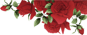 Garden Roses Beach Rose Red Flower - Red Roses Border Png, Transparent Png PNG image with transparent background
