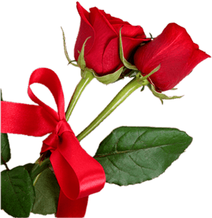 Bud - Red Rose On White Wood Hd Background, HD Png Download PNG image with transparent background