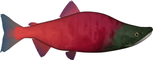 Sockeye Salmon Png, Transparent Png PNG image with transparent background