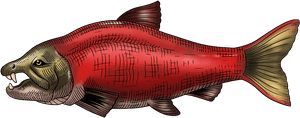 Prehistoric Sabretooth Salmon From 7 Million Years, HD Png Download PNG image with transparent background