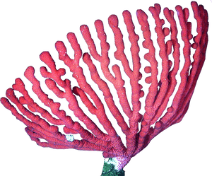 Clip Art Corais Png - Coral Png, Transparent Png PNG with transparent background