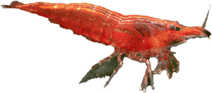 Cherry Shrimp Png Transparent Image - Caridean Shrimp, Png Download PNG