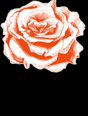 Red Sketch Rose Artwork PNG image with transparent background
