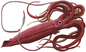 Giant Squid White Background, HD Png Download PNG