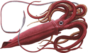 Squid Png - Png Squid, Transparent Png PNG