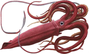 Red Squid Illustration PNG Image