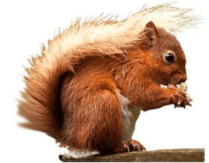 Red Squirrel Eating Nut PNG image with transparent background