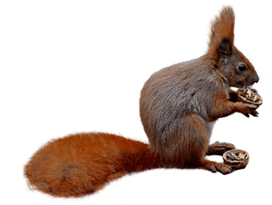 Red Squirrel Eating Nut PNG image with transparent background