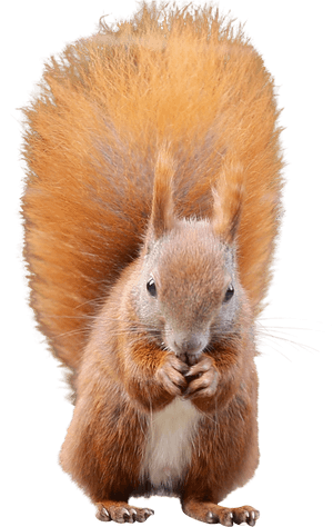 Red Squirrel Eating Nuts.png PNG image with transparent background