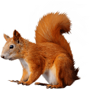 Red Squirrel Illustration.png PNG image with transparent background