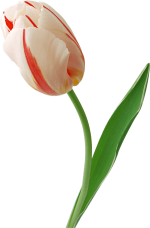Transparent Tulips Png - Tulips Png, Png Download PNG image with transparent background