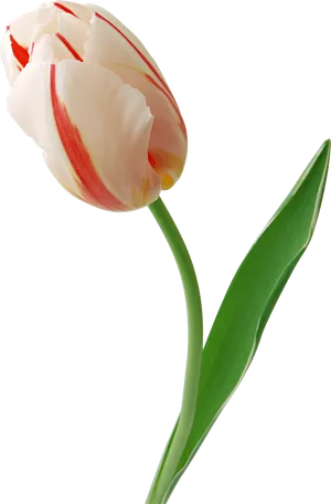 Red Striped White Tulip Single Stem PNG Image