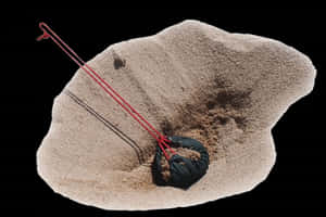 Red Tipped Spearin Sand PNG image with transparent background
