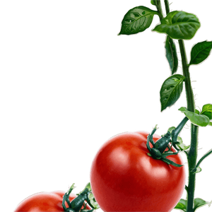 Red Tomato Plant PNG 06212024 PNG