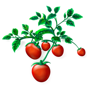 Red Tomato Plant PNG 06212024 PNG