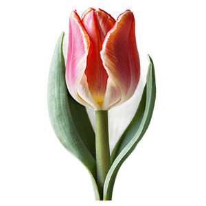 Red Tulip PNG 43 PNG image with transparent background