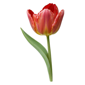 Red Tulip PNG jvt76 PNG image with transparent background