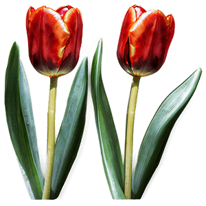 Red Tulip PNG ocf21 PNG image with transparent background