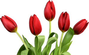 Tulip/hd Tulip Png Photo - Tulips Png, Transparent Png PNG with transparent background