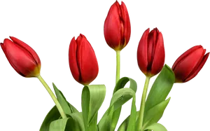 Red Tulips Against Grey Background PNG Image