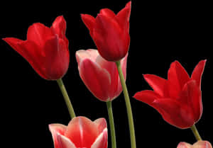 Tulips, Flowers, Garden, Nature, Red, Flora, Plant - Tulip Red Png, Transparent PNG with transparent background