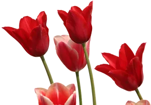 Red Tulips Black Background PNG Image