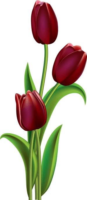Transparent Red Tulip Clipart - Easy Tulip Flower Painting, HD Png Download PNG image with transparent background