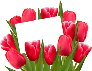 Png Clipart - Transparent Background Tulip Flower Clipart, Png Download PNG with transparent background