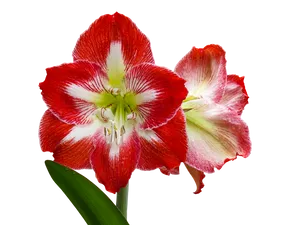 Red White Amaryllis Flower PNG Image