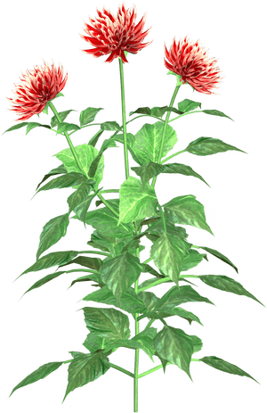 Dahlia Clip Art, HD Png Download PNG image with transparent background